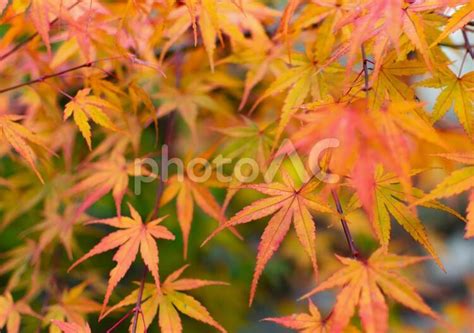 紅葉したモミジの葉 No 2917624｜写真素材なら「写真ac」無料（フリー）ダウンロードok