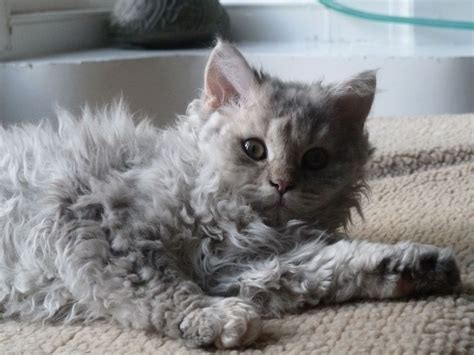 Selkirk Rex kittens for sale | Pets4Homes | Selkirk rex kittens ...