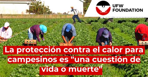 La Fundación Ufw Y La Unión De Campesinos Ufw Exhortan Al Gobernador