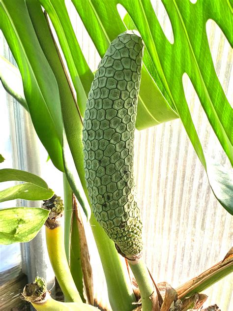 Monstera Deliciosa Fruit: 5 Things to Know About Eating It