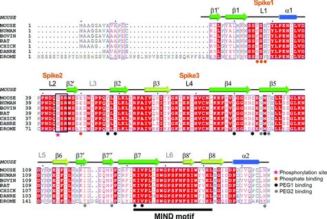 Iucr Structure Of Mouse Muskelin Discoidin Domain And Biochemical