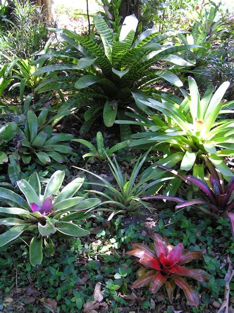 Top 10 Plants For Subtropical Shade Gardendrum