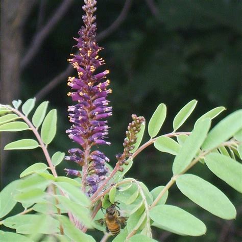 False Indigo - Spencer Creek Nursery