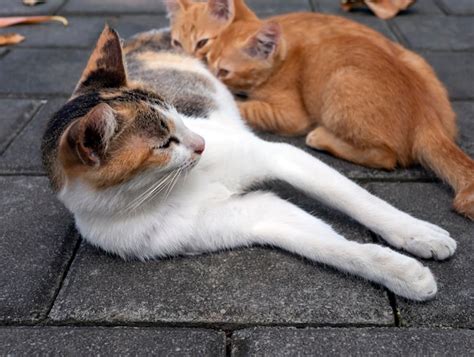 Una Madre Gata Amamantando A Sus Peque Os Gatitos Marrones Con Un