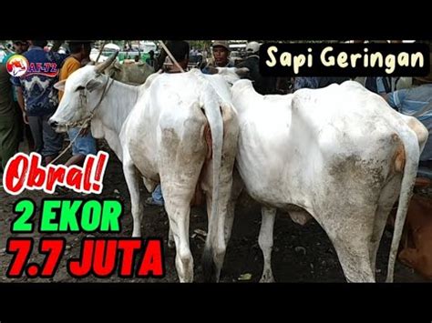 Diluar Nalar Juta Ekor Harga Sapi Geringan Terbaru Pasar