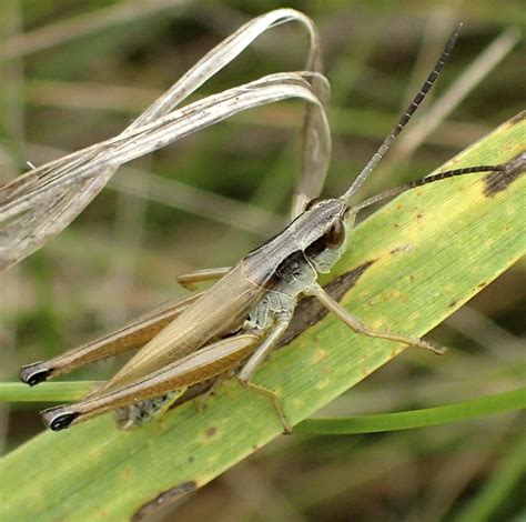 Minnesota Seasons Marsh Meadow Grasshopper