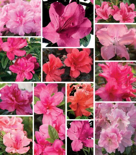 287 Best Azalea Color Palette images in 2020 | Azalea color, Azaleas, Bloom