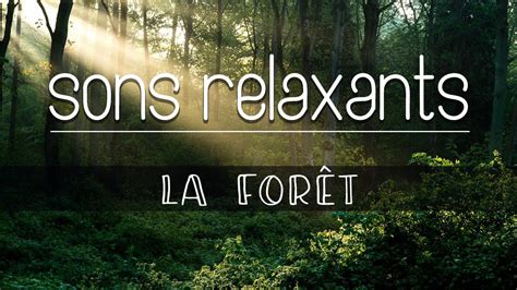 Sons relaxants La forêt et ses oiseaux 2h YouTube