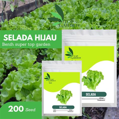 Jual Top Garden Benih Super Sayuran Selada Hijau Kualitas F Shopee