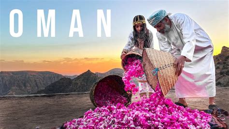 Oman Rose Harvesting In Jabal Akhdar Youtube