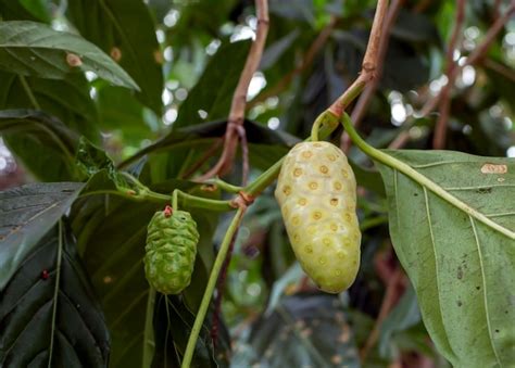 Premium Photo Mengkudu Ripe Noni Fruit Morinda Citrifolia Also Called