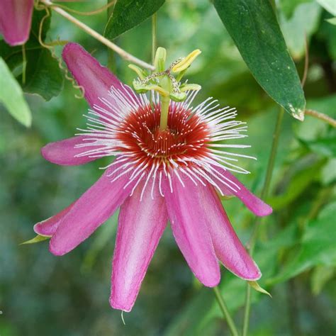 Pink Passion Flower Stock Image Image Of Flower Floral 3026147