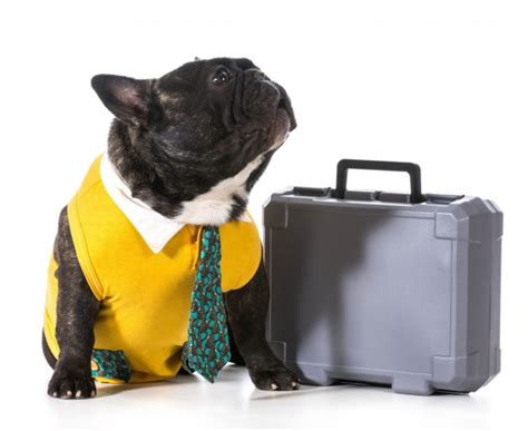 how to transport a dog on a plane