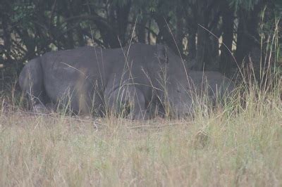 Days Breathtaking Safari In Murchison Falls Queen Elizabeth National