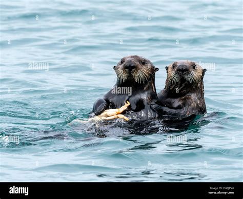 Sea otter eating hi-res stock photography and images - Alamy