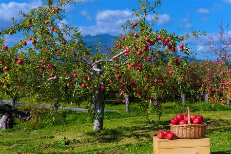 《青森りんご》とは？日本一のりんご王国・青森県で生産されるりんごの魅力 | PrettyOnline