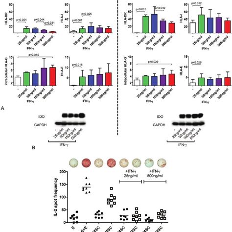 Immunogenicity Of Mscs Five Days After Msc Transplantation Into Balb C