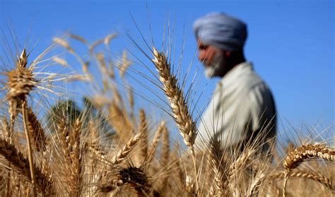 India Scraps Wheat Import Duty Raising Doubts About Output Estimates