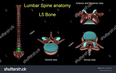 Lumbar Spine L 5 Bone Anatomy Stock Illustration 2225400737 | Shutterstock