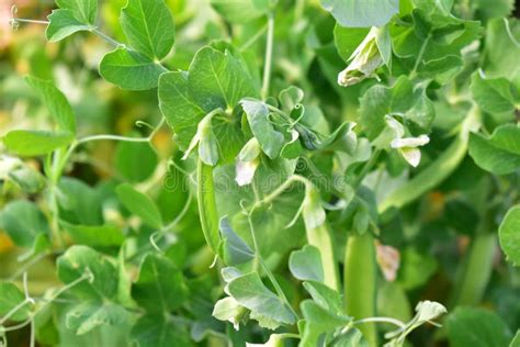 Green Peas Pods In The Garden Stock Photo Image Of Delicious