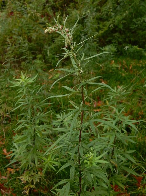 Artemisia Verlotiorum Chinese Mugwort