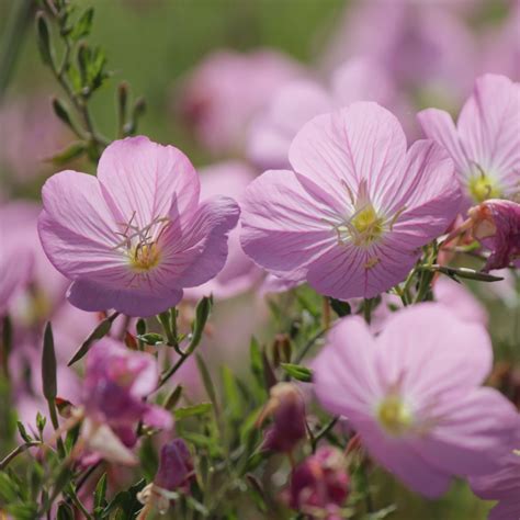 Evening Primrose- Pink seeds | The Seed Collection