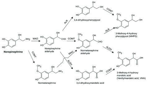 Norepinephrine Metabolism Aldh Aldehyde Dehydrogenase Alr Aldehyde