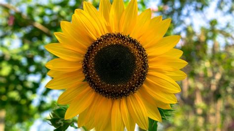 Top 92 Imagen Que Significa La Flor Del Girasol Abzlocal Mx