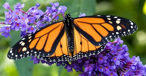 How To Attract Monarch Butterflies To Your Yard