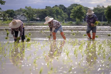 Farmers Are Planting Rice In The Rainy Season Of Thailand Stock Image ...