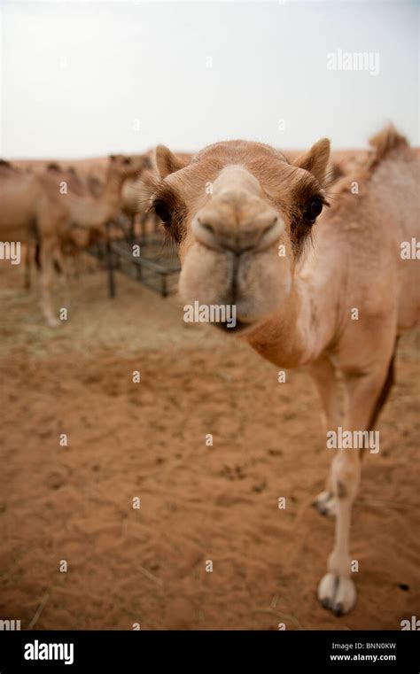 Arabian Dromedary Camels Camelus Dromedarius In The Desert Sand Of