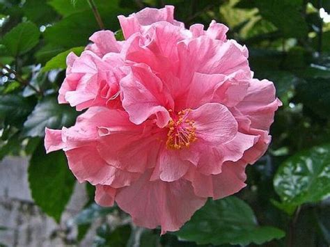 Double Pink Hibiscus Perennial Hardy Exotic 20 Flower Seeds Perennial Seeds