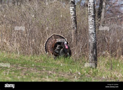 Eastern wild Turkey Stock Photo - Alamy