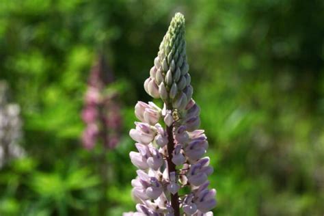 Tips For Growing Lupines In The Garden- Lupine Plant Care - Farmhouse ...