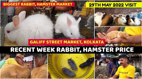 Recent Week Rabbit Hamster Gerbil Price Galiff Street Pet Market