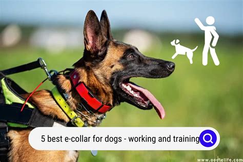 The 5 Best E-Collars For Dogs 2024 (Working And Training) - OodleLife®