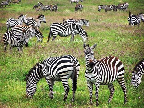 Ngorongoro Crater Wildlife Safari