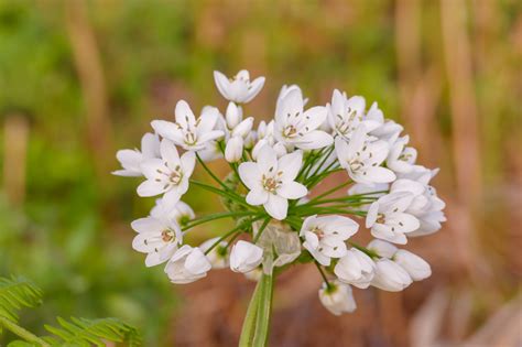 Allium Neapolitanum Ornamental Onion