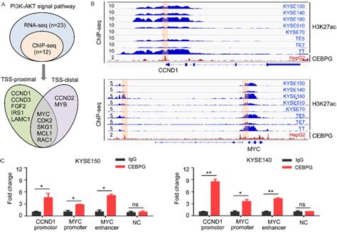 Cebpg Directly Binds To The Regulatory Elements Of Genes Involved In