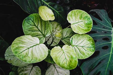 Fresh Green Leaves Of Polyscias Balfouriana Or Variegalated Balfour