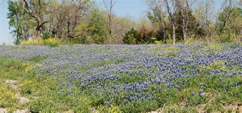 Cedar Hill State Park, Cedar Hill | Roadtrippers