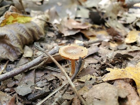 Webcaps From Jamestown Township In Usa On October At