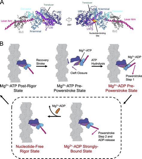 Conformational Changes In The Myosin Motor Domain Produce Force On