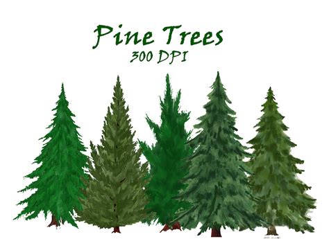 Pine Trees Watercolor Clipart. Fir Trees PNG. Evergreen Tree Clipart ...