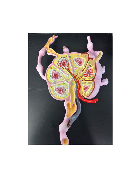 Biol Lab Lymphatic System Diagram Quizlet