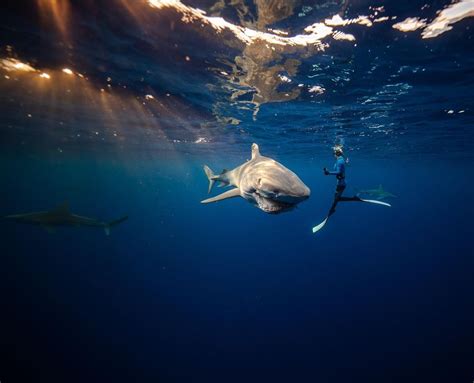 Hawa Une Plongeuse Rencontre Un Requin Tigre La Vid O Est