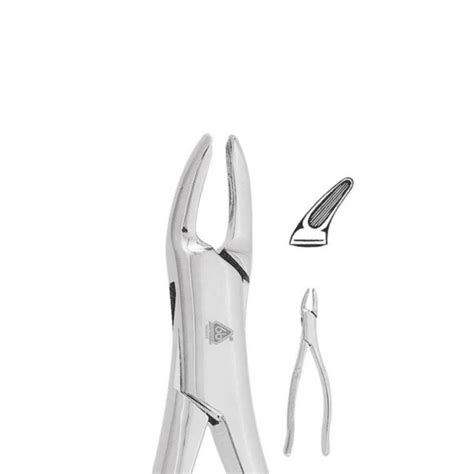 Forceps Adulto Para Superior Inferior Incisivos Y Premolares B