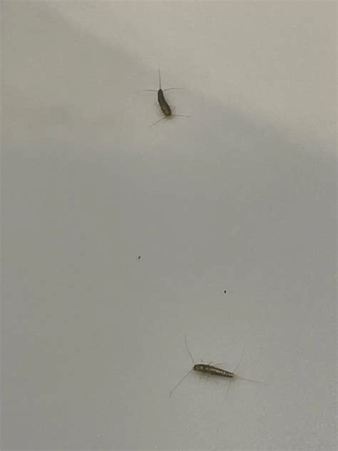 Expert Tips On Preventing Silverfish Infestations In Your Workspace