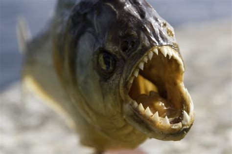 The Truth About Piranhas Misunderstood Fish Deepseaworld