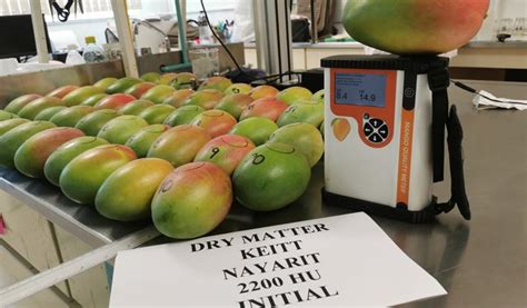 M Xico Entre Los Principales Productores Y Exportadores De Mango En El